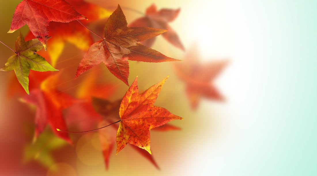 10 Beautiful Harp Solos for Autumn